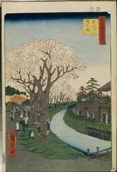 Cent vues comemora d "Edo: flores de cerejeira nas margens do rio Tama