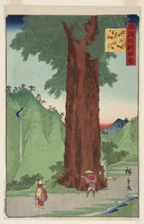 O Cedro Yatate na província de Kai (K?sh? Yatate sugi) (impressão em bloco de madeira colorida)