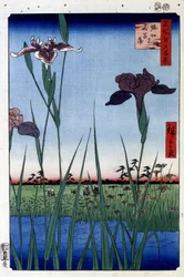 Water Iris - impressão japonesa por Utagawa Hiroshige. Cem visualizações de Edo