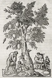 Pão de fruta, gravura de Andre Thevet (1504-1592), Paris, França