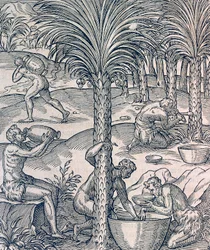 Habitantes de Cabo Verde fazendo bebidas a partir de palmeiras, gravura da Cosmologia Universal, de Andre Thevet (1504-1592), Paris