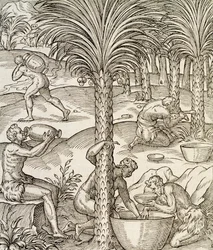 Habitantes de Cabo Verde fazendo bebidas a partir de palmeiras, gravura da Cosmologia Universal, de Andre Thevet (1504-1592), Paris, África,1575