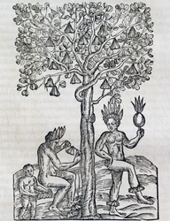 Fruta de Nana, planta medicinal tropical, gravura da Cosmologia Universal, de Andre Thevet (1504-1592), Paris