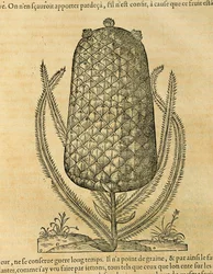 Abacaxi (ananas comosus), gravura de André Thevet