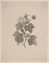 Planta de algodão