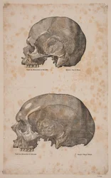 O Cranier