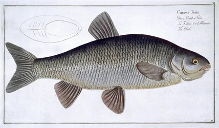 Chub (Cyprinus Jeses) placa VI de &39;Ictiologia, ou história natural geral e particular dos peixes&39;, por Marcus Elieser Bloch (1723-99), gravada por Gabriel Bodenehr (1673-1766), publicada em c