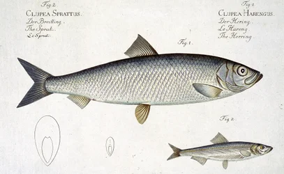 Arenque (Clupea Harengus) (Fig. 1) e Espadilha (Clupea Sprattus) plano XXIX de &39;Ictiologia, ou história natural geral e particular dos peixes&39;, por Marcus Elieser Bloch (1723-99), gravado