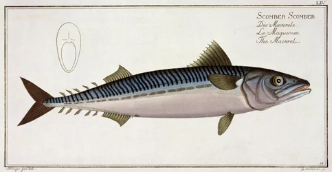 Sarda (Scomber Scomber) plana LIV de "Ictiologia, ou história natural geral e particular dos peixes", por Marcus Elieser Bloch (1723-99), gravado por Gabriel Bodenehr (1673-1766), publ