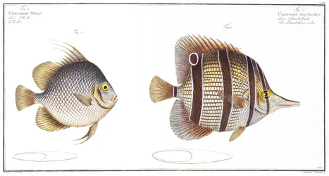 Orb fish: e peixe faturado, publicado pela Black, c.1790 (impressão)