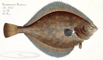 Solha (Pleuronectes Platessa) plana XLII de &39;Ictiologia ou história natural geral e particular dos peixes&39;, por Marcus Elieser Bloch (1723-99), publicada em c.1785-99