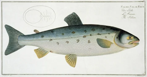 Salmão (Salmo Salar) plano XX de "Ictiologia, ou história natural geral e particular dos peixes", por Marcus Elieser Bloch (1723-99), gravado por Gabriel Bodenehr (1673-1766), publicado em c