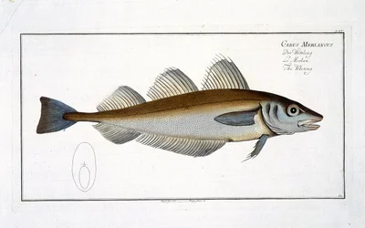 Whiting (Gadus Merlangus) LXV plana de "Ictiologia, ou história natural e natural geral dos peixes", por Marcus Elieser Bloch (1723-99), publicado c.1785-99