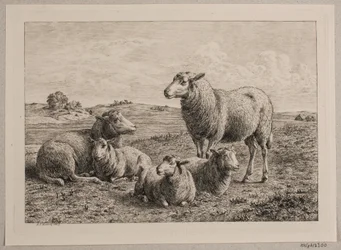 Dinamarquês: Ovelhas e cordeiros no campo