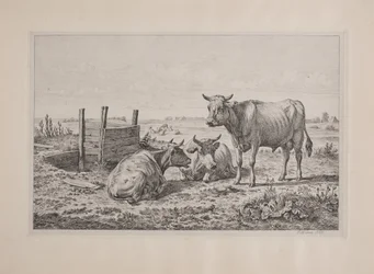 Um touro e duas vacas