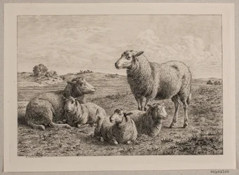 Ovelhas e cordeiros no campo