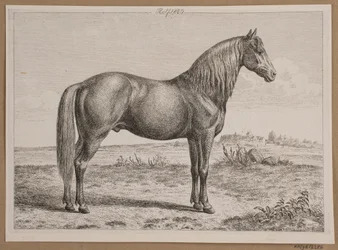 Rolf. Um cavalo no campo