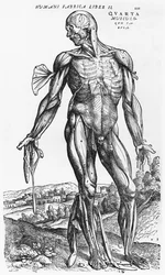 Estudo anatómico, ilustração de "De Humani Corporis Fabrica" de Andreas Vesalius (1514-64), Basileia, 1543