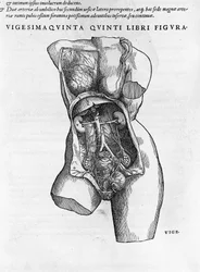Tábua anatómica de um busto feminino. Gravura em "Humani corporis fabrica libri septem" de Andrea Vesalio (1514-1564), médica de Charles V., Bale 1543.