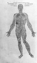 Andrea Vesalio (1514 - 1564), médica de Charles V. "Humani corporis fabrica libri septem", Basileia 1543.