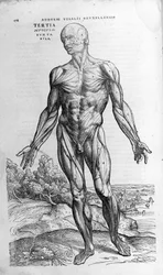 Andrea Vesalio (1514 - 1564), médica de Charles V. "Humani corporis fabrica libri septem", Basileia 1543.