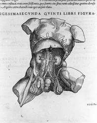 Andrea Vesalio (1514 - 1564), médica de Charles V. "Humani corporis fabrica libri septem", Basileia 1543.