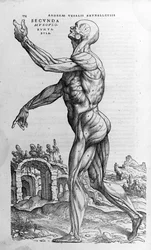 Andrea Vesalio (1514 - 1564), médica de Charles V. "Humani corporis fabrica libri septem", Basileia 1543.