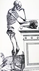 Esqueleto humano com crânio na mão. De "De Humani Corporis Fabrica" de Vesalius. Possível lenhador: Jan von Calcar