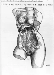 Prancha extraída do tratado De «Humani Corporis Fabrica libri septem» de André Vésale (1514-1564), anatomista neerlandês (em latim: Andrea Vesalius, em neerlandês: Andries Van Wesel). Basileia 1543.