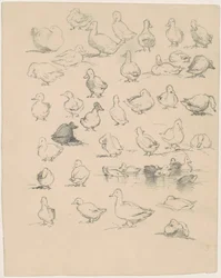 Patas