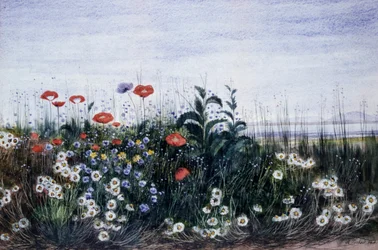 Flores do campo. Pintura de Andrew Nicholl (1804-1886) Coleção particular.