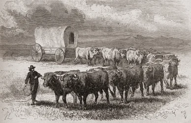 Condução de bois pelas grandes planícies da América em 1867, ilustração de "O mundo nas mãos", publicada em 1878