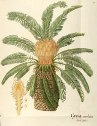 Sagu (Cycas revoluta Thunb), Cycadaceae de Angela Rossi Bottione, aquarela