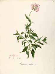Valerianaceae, Valeriana vermelha (Centranthus ruber), planta herbácea perene para canteiros ou jardins rochosos, espontânea em Itália, por Angela Rossi Bottione e colegas de trabalho, aguarela