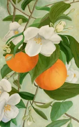 Ramo de flor de laranjeira