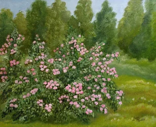 Jardim de Rosas Tranquilo