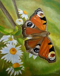Borboleta-pavão e margaridas