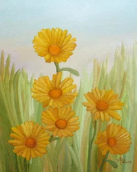 Prado Amarelo Ensolarado