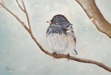 Pássaro junco-de-inverno