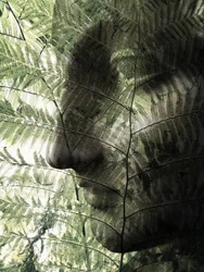 Perfil Botânico do Rosto