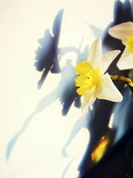 Jogo de sombras de narcisos
