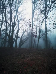 Bosque Escuro e Envolto em Névoa