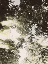 Luz da Floresta Encanada