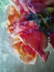 Rosas cor-de-rosa de sonho