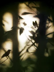 Pássaros etéreos na sombra