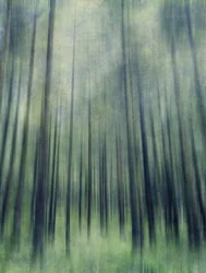 Luz da Floresta Etérea