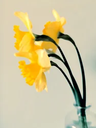 Narcisos frescos da primavera