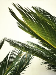 Folhas tropicais exuberantes