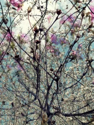 Flores da primavera em tons de rosa e branco