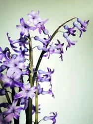 Flores de jacinto roxo